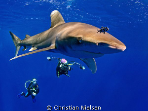 Kissing the dome ! Curious Longimanus at Daedalus Reef. T... by Christian Nielsen 
